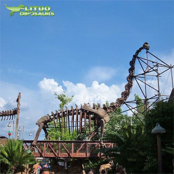 4Brachiosarus Fossil(001)